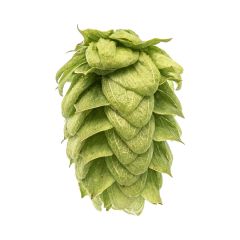 T90 Willamette Hop Pellets - 250 g