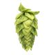 Cascade Hop Cones - 1 kg