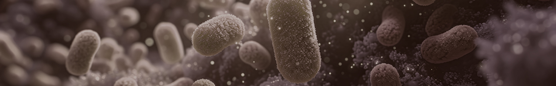 Mikroorganismen für saure Biere