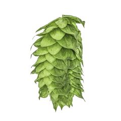 HBC 638 Hopfen - 1 kg Pellets T90