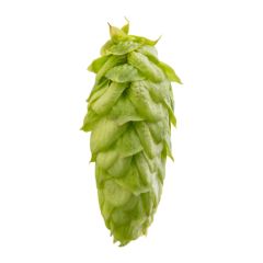 Hopfen Challenger - 100 g Dolden