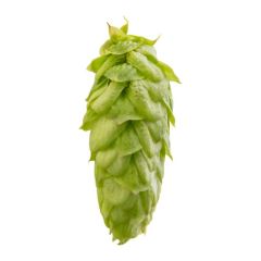 Hopfen Challenger - 5 kg Dolden