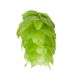 Hopfen East Kent Golding - 100 g Dolden
