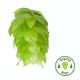 Hopfen East Kent Golding - 100 g Pellets T90