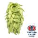 Hopfen Yakima Chief Hops® Palisade® - 5 kg Pellets T90